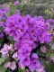 Bougainvillea Sanderiana  rampicante fiorito  Bouganville Buganville a fiore viola