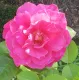 Rosa Baronne de Rothschild® rosa Meilland a cespuglio