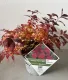 Spirea Double Play® Red