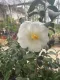 Camelia Japonica fiore bianco