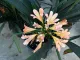 Clivia