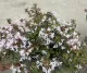 ABELIA GRANDIFLORA