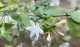 Abelia Grandiflora Sherwood