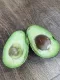 Avocado Hass di innesto 