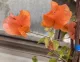 Bougainvillea rampicante fioritoBouganville Buganville a fiore arancione