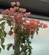 Bougainvillea rampicante fiorito Bouganville Bungaville a fiore arancione