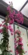 Bougainvillea Californiana rampicante fiorito Bouganville Bungaville a fiore rosso