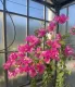 Bougainvillea Californiana rampicante fiorito Bouganville Bungaville a fiore rosso