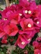 Bougainvillea Californiana rampicante fiorito Bouganville Bungaville a fiore rosso