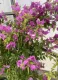 Bougainvillea Sanderiana rampicante fiorito Bouganville Bungaville a fiore viola