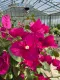 Bougainvillea Californiana rampicante fiorito  Bouganville Bungaville a fiore rosso