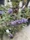 Buddleja davidii Reve de Papillon® Blue - Buddleia Arbusto delle farfalle