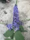 Buddleja davidii Reve de Papillon® Blue - Buddleia Arbusto delle farfalle