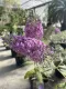 Buddleja davidii Reve de Papillon® Pink - Buddleia Arbusto delle farfalle