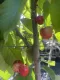 Ciliegia Lapins Autofertile(Prunus Avium)