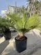 CYCAS REVOLUTA VASO CM 30  ALTEZZA 60-70 CM FUORI VASO 