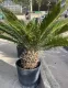 CYCAS REVOLUTA VASO CM 30 ALTEZZA 60-70 CM FUORI VASO 