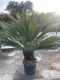 CYCAS REVOLUTA VASO CM 40ALTEZZA FUORI VASO CM 100