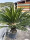 CYCAS REVOLUTA VASO CM 40 ALTEZZA FUORI VASO CM 100