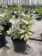 Elaeagnus ebbingei Maryline® Elaeagnus variegato