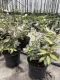 Elaeagnus ebbingei Maryline®Elaeagnus variegato