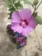 Hibiscus syriacus Eruption®Ibisco