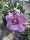 Hibiscus syriacus Eruption®Ibisco