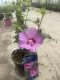 Hibiscus syriacus Eruption®Ibisco