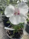 Hibiscus syriacus French Point® Ibisco