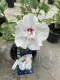 Hibiscus syriacus French Point® Ibisco