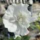 Hibiscus syriacus white chiffon® Ibisco