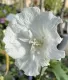 Hibiscus syriacus white chiffon® Ibisco