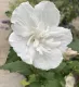 Hibiscus syriacus white chiffon® Ibisco