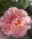 Rosa Leonardo Da Vinci® Meideaurirosa Meilland a cespuglio