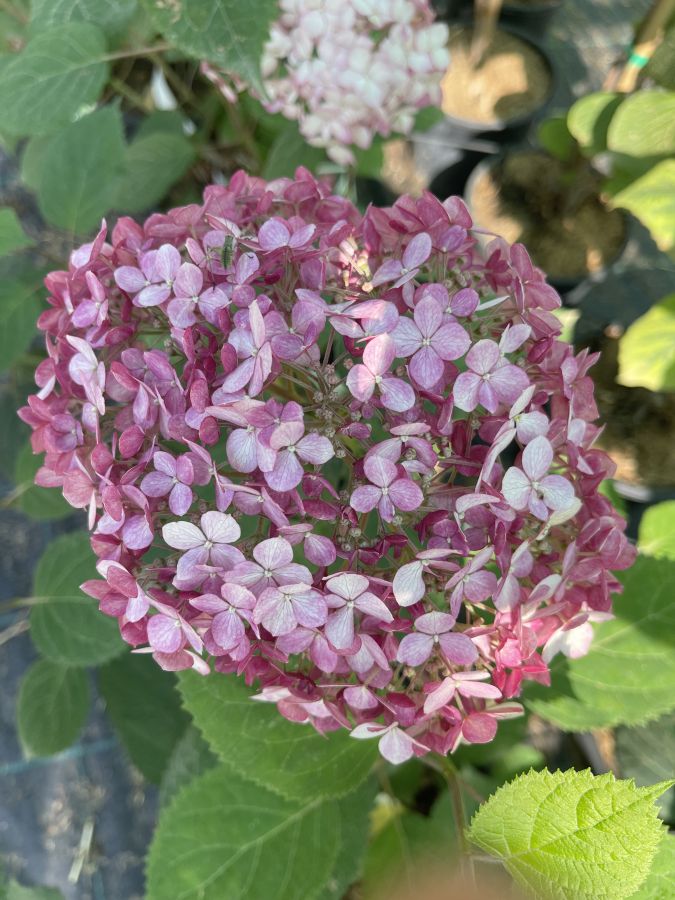 Ortensia Arborescens 