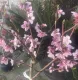 Pesca Spring Time(Prunus Persica)