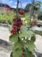 RIBES ROSSO 