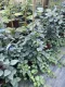 Ortensia Schizophragma Hydrangeoides Moonlight